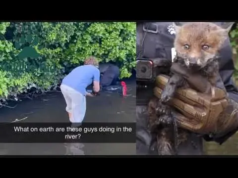 Rescuing a Hypothermic Fox Cub from a River