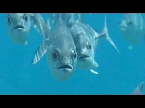 Bigeye Trevally Facts Habitat and Behavior