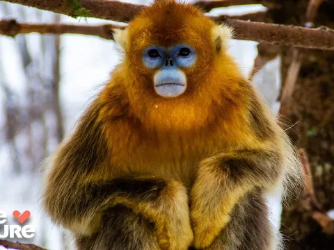 How Monkeys, Lemurs, and Fire-Adapted Trees Thrive in Extreme Mountain Forests