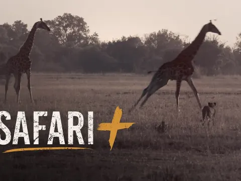 Rare Wildlife Encounters in African Safari Destinations