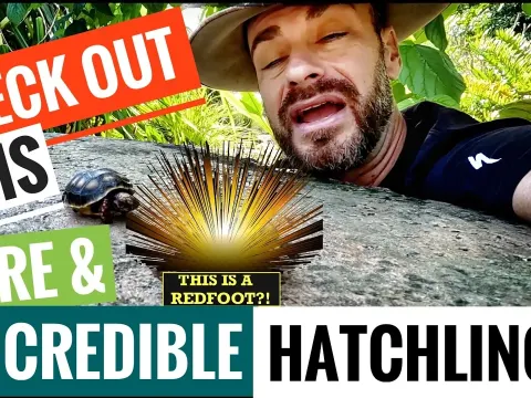 Rare Hypomelanistic Redfoot Tortoise Hatchling Discovered at Camp