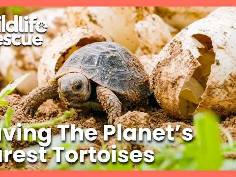 Galapagos Giant Tortoise Breeding Program Helps Rare Baby Tortoises Make a Comeback
