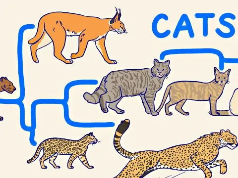 The Complete Guide to Wild and Domestic Cats: Evolution, Species, and Traits