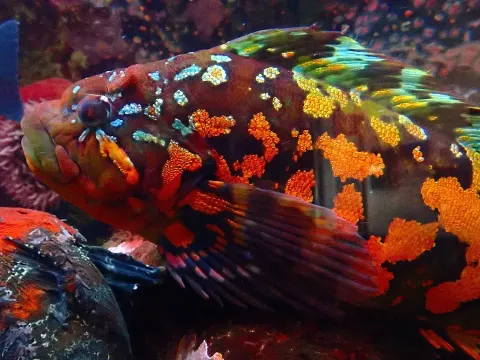 Fish Greenling and Why It Matters