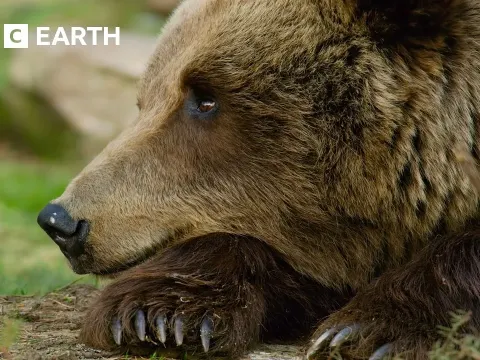 How Bears Survive and Thrive in the Wild: From Polar Giants to Forest Dwellers