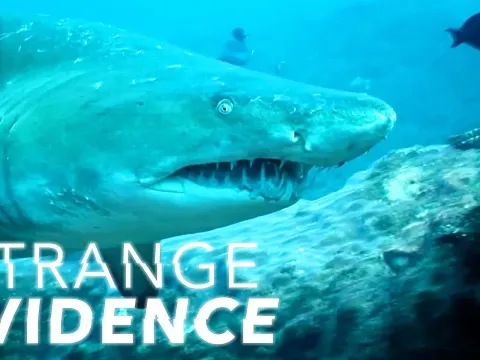 Mysterious Deep Sea Creatures and Unexplained Ocean Phenomena