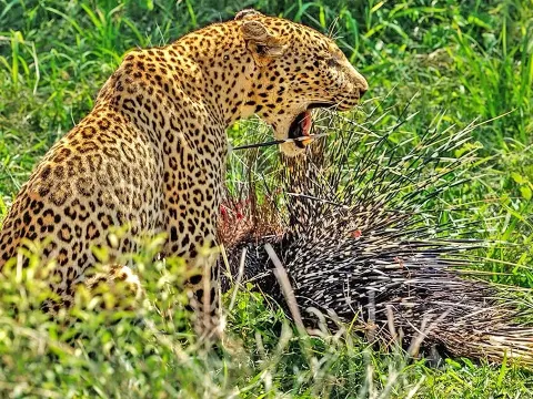 Leopard's Painful Encounter With Porcupine Quills Caught on Camera in the Wild