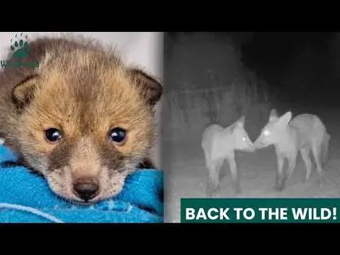 Orphaned Fox Cubs Ed and Eva Return to the Wild After Months of Care
