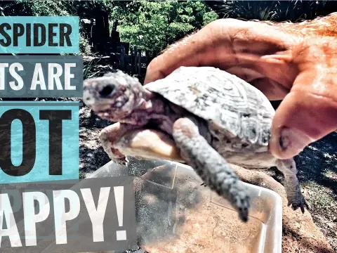Spider Tortoises Battle Tick Infestation with Diatomaceous Earth