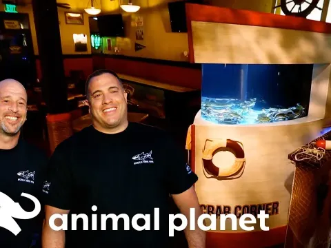 Building a Stunning Blue Crab Tank in the Middle of the Desert