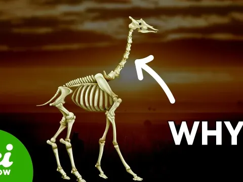Why Giraffes Have the Same Number of Neck Bones as Humans