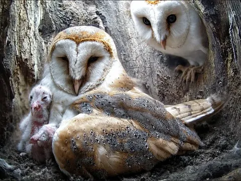 Barn Owlets First Days Captured in Rare Glimpse