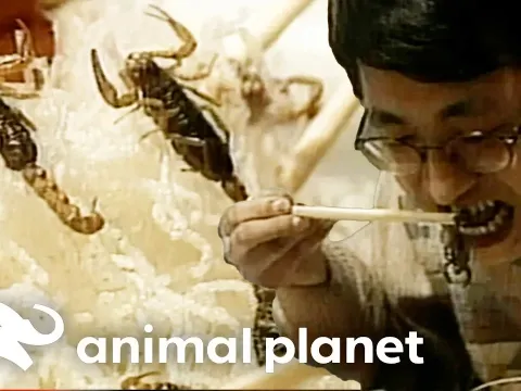 The Daring Tradition of Eating Live Scorpions and Other Exotic Delicacies