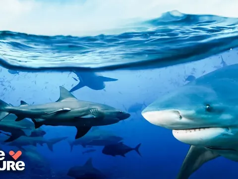 How Alligators and Sharks Survive the Deadly Swamps of the American South