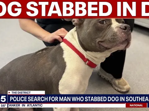 Suspect Sought After Dog Stabbed in Washington DC Animal Cruelty Case