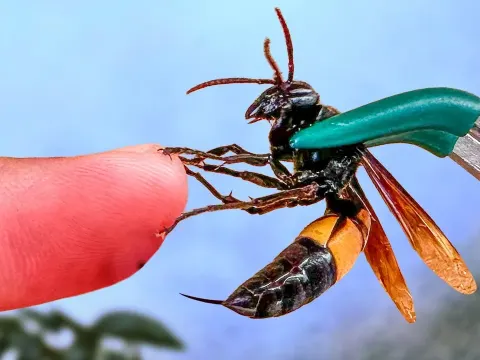 Hornet Banded and Why It Matters