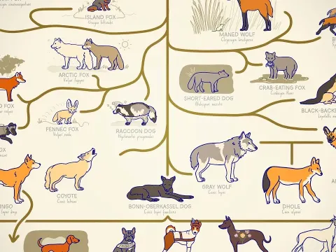 A Complete Guide to Every Type of Dog from Wild Ancestors to Modern Breeds