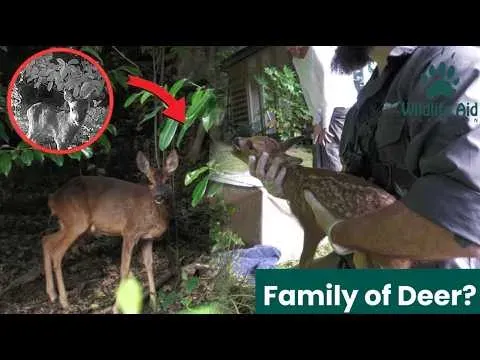 A Family of Roe Deer Overcomes Tragedy in the Wild