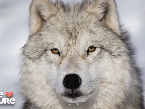 How Boreal Forests Sustain Life in the Arctic: Reindeer, Wolves, and the Wood Wide Web
