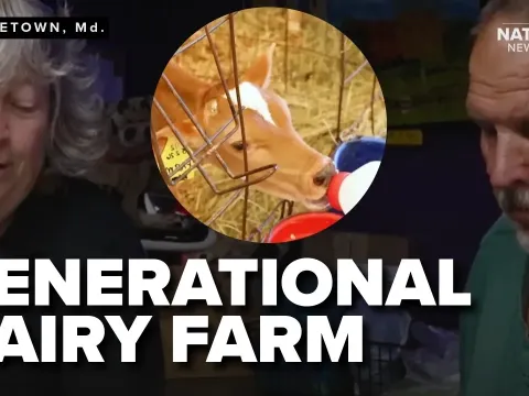 A 90-Year-Old Maryland Dairy Farm Feeds the Nation with A2A2 Milk