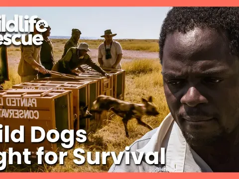 Captive African Wild Dogs Face the Ultimate Test to Learn Hunting and Survive in the Wild