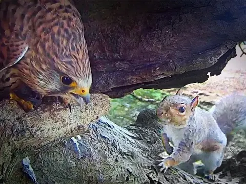 Kestrel Athena Missing After Grey Squirrel Attack on Nest