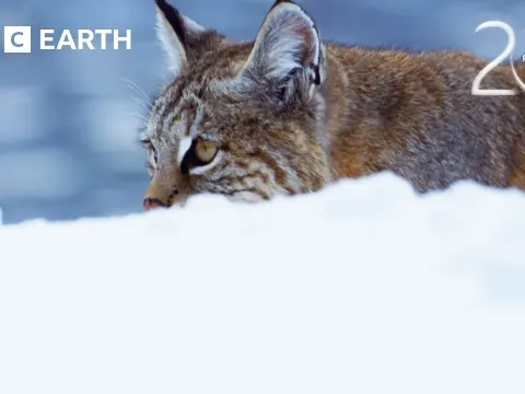 Bobcat Hunting Tactics in Winter Revealed by Planet Earth II