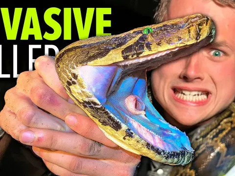 Burmese Pythons in Florida The Giant Killer Snake Wreaking Havoc on the Everglades