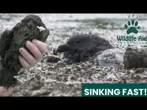 Rescuers Save a Pigeon Trapped in Thick Mud at a Dried-Up Pond
