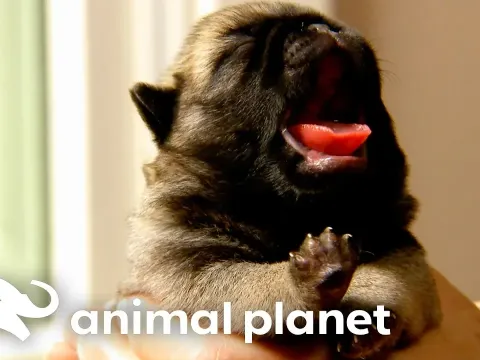 The Cutest Baby Animals from Season 1: Kittens, Puppies, and More